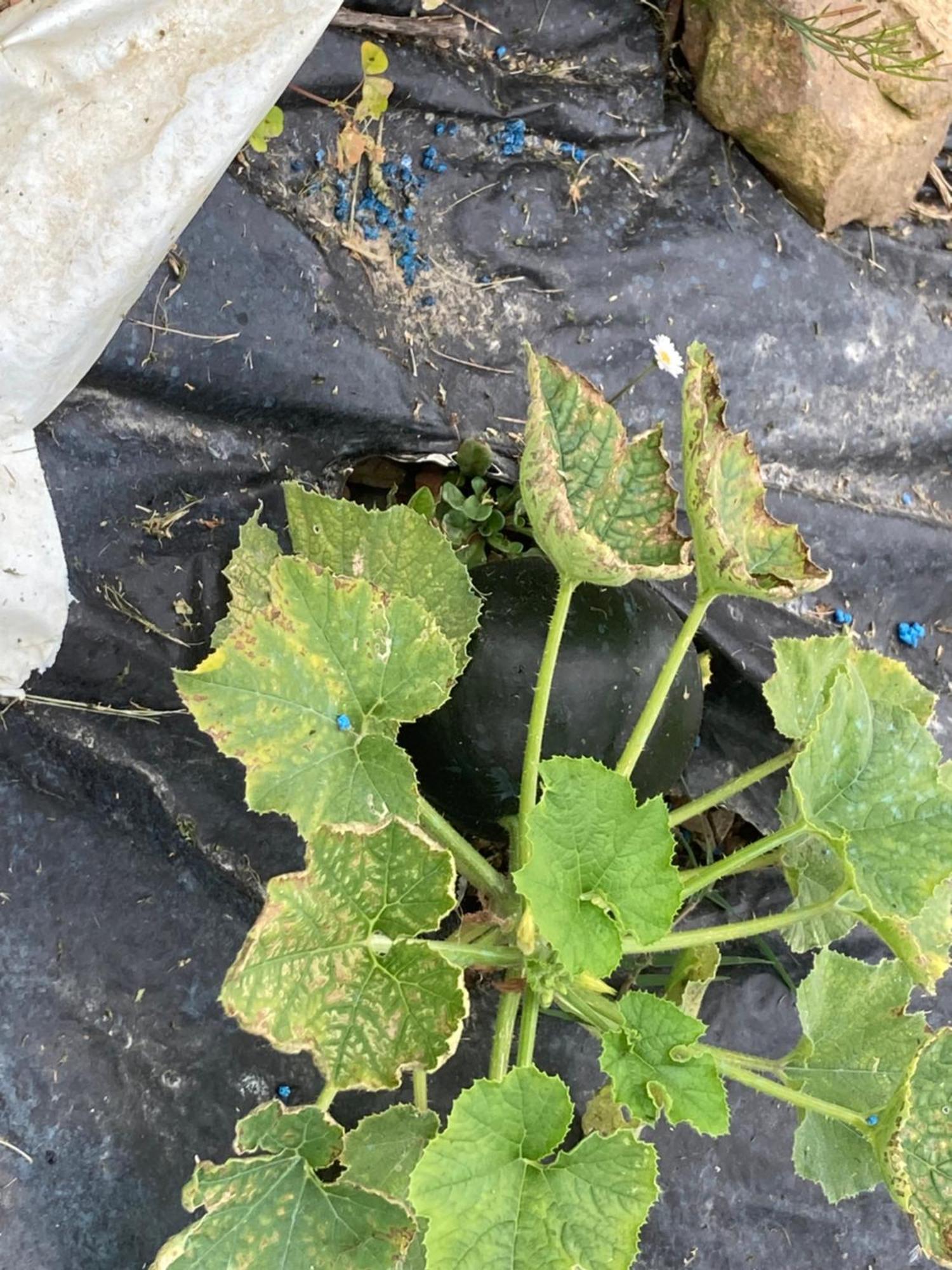Séjour chez l'habitant Olhatsia Ilharre